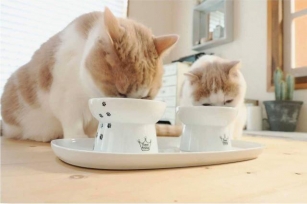 Discover The Benefits Of Necoichi’s Raised Cat Bowls