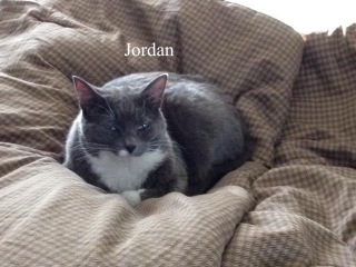 Heartwarming Tale Of Jordan The Feral Cat: From Stray To Beloved Companion