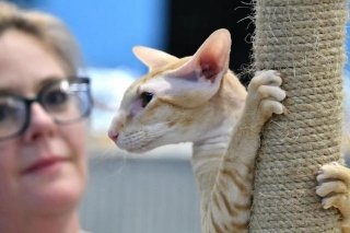 Experience Feline Grandeur At The Felinology TICA Cat Show In Leatherhead
