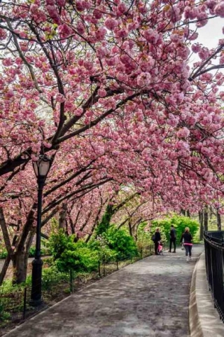 Central Park Cherry Blossoms In Peak Bloom