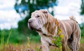 Best Dog Foods For Shar-Pei: 9 Nifty Noms For Your Wrinkled Rover
