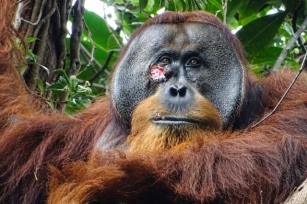 In A First, An Orangutan Was Seen Treating His Wound With A Medicinal Plant