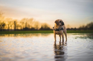 Rainfall Safety For Pets – Leptospirosis Risk Increase