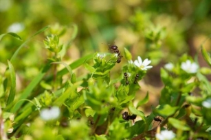Ants On The Premises? Natural Repellents To Plants That Attract Them
