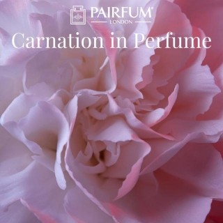Carnation In Perfume: A Spicy Floral Elegance Unveiled