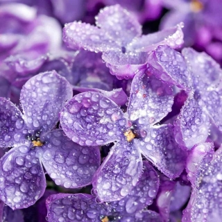 Lilac In Perfume: Capturing The Essence Of Spring Blooms