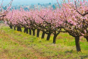Working At A Peach Orchard – A Traveller’s Guide To Earning While Connecting With Nature