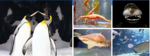 Sejumlah Hal Yang Perlu Diketahui Wisatawan Saat Berkunjung Ke SEA LIFE Kelly Tarlton's Aquarium