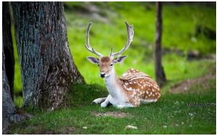 Deer Nature Wallpaper