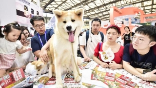 Pet Fair Asia 2024 In Shanghai, Shenzhen, And Beijing