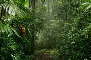 Why Rainforest Are Important?