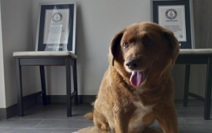Guinness World Records posthumously strips Bobi of his title of 'oldest dog ever'