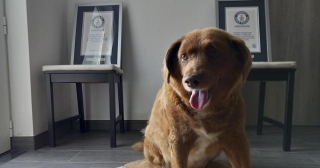 Guinness World Records Posthumously Strips Bobi Of His Title Of 'oldest Dog Ever'