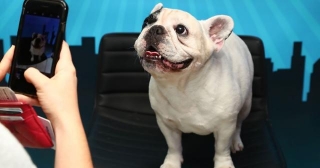 The French Bulldog Sits, Stays At The Top Of U.S. Dog Owners' Hearts