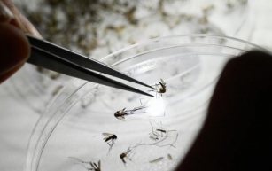 Here's what to know about dengue, as Puerto Rico declares a public health emergency