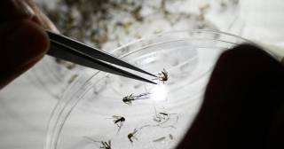 Here's What To Know About Dengue, As Puerto Rico Declares A Public Health Emergency