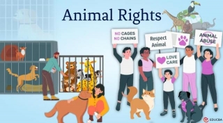 Essay On Animal Rights
