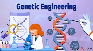 Essay On Genetic Engineering