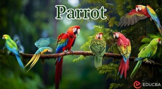 Essay On Parrot