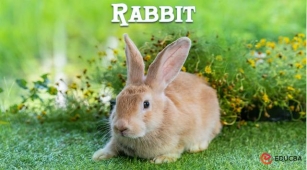 Essay On Rabbit