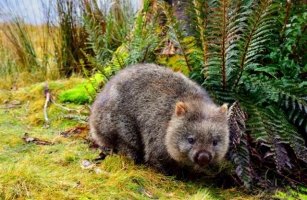 I’m A Wombat, And The Only Reason I Poop Perfect, Square-Shaped Turds Is To Make You Insecure