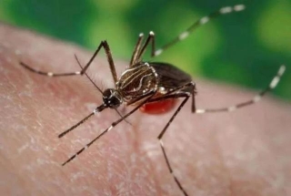 At What Temperature Does The Dengue Mosquito Die?