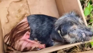 Little Dog’s ‘Box Of Misery’ Became A Symbol Of Hope