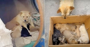 A Lady Meets Petrified Dog Living In Barrel With Her Babies But They’re “Not-All-Puppies”