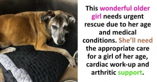 Wanted: Soft Bed And Compassion For 14-Year-Old Senior Dog Abandoned By Her Homeless Person