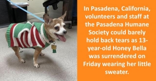 Heart-Wrenching: Elderly Dog In Tiny Sweater Given Up By Owner