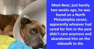 Abandoned Boxer Found In North Philly, Saved By Timely Assistance