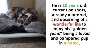 Beach Day Brightens Spirits Of Lonely Shelter Dog Still Waiting After 400 Days