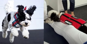 NBA’s Mavericks Rescue Their First Emotional Support Dog And Players Are Loving Him