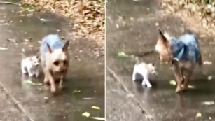 Stray Kitten Chooses A Yorkie To Follow Her Home And He ‘Encourages’ Her Every Step
