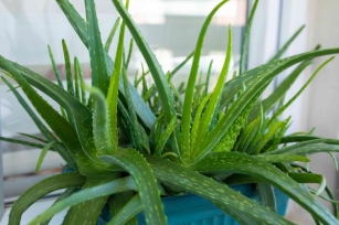 El Aloe Tiene Potentes Propiedades Curativas-4 Tipos Y Sus Usos