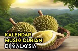 Kalendar Bermula Dan Berakhir  Musim  Durian Di Malaysia Setiap Tahun