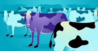 The Purple Cow Revisited