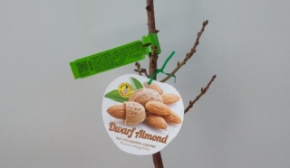 Dwarf Almond - Self-pollinating Papershell