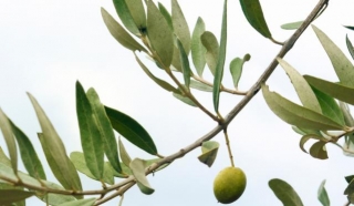 Miniolea Olive