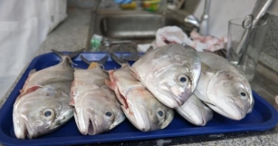 UP Biologists Set Up First DNA Segments  To Monitor In-demand Seafood