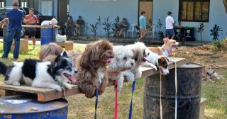 UPMV K9 Builds Disaster Resiliency Through Dog Training