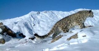 Where Are India's Snow Leopards?