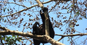 The Western Hoolock Gibbon, The Forgotten Ape Of India