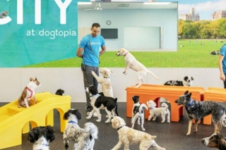 Exploring The Top Trends In Dog Daycare Services In Toronto