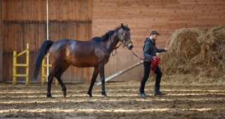 Riding High: The Top Online Equine Programs For Equestrian Enthusiasts