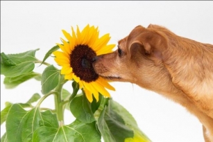 Can Dogs Eat Sunflower Seeds? The Risks And Benefits