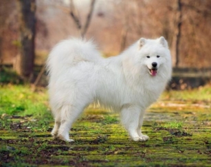 Elegance In Fur: A Showcase Of 12 White Fluffy Dogs With Luxurious Coats