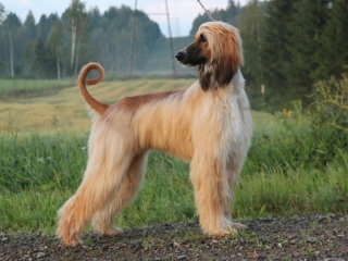 A Complete List Of 20 Long-Haired Dog Breeds