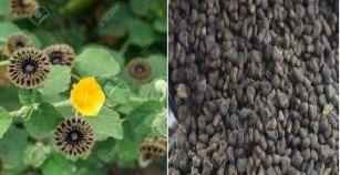Abutilon Indicum Seed,plants Kashmir