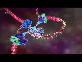 DNA Animation (2002-2014) By Drew Berry And Etsuko Uno Wehi.tv #ScienceArt